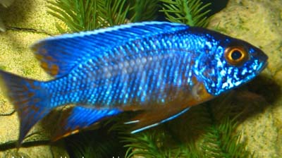 Aulonocara hansbaenschi
